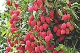<i class="fa fa-map-marker" aria-hidden="true"></i> Malda - Kaliachak III Block </br>Funded by Paschimbanga Agri Marketing Corporation Limited (PAMCL) under Central Sector Scheme (CSS)