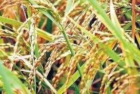<i class="fa fa-map-marker" aria-hidden="true"></i> South 24 Pargana - Mathurapur II Block </br>Funded by Paschimbanga Agri Marketing Corporation Limited (PAMCL) under Central Sector Scheme (CSS)