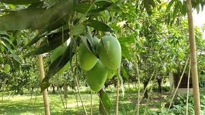 <i class="fa fa-map-marker" aria-hidden="true"></i> Malda - Manikchak Block </br>Funded by Paschimbanga Agri Marketing Corporation Limited (PAMCL) under Central Sector Scheme (CSS)