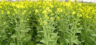<i class="fa fa-map-marker" aria-hidden="true"></i> Murshidabad - Khargram Block </br>Funded by Paschimbanga Agri Marketing Corporation Limited (PAMCL) under Central Sector Scheme (CSS)