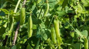 <i class="fa fa-map-marker" aria-hidden="true"></i> South 24 Pargana - Canning II Block </br>Funded by Paschimbanga Agri Marketing Corporation Limited (PAMCL) under Central Sector Scheme (CSS)