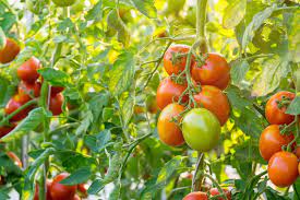 <i class="fa fa-map-marker" aria-hidden="true"></i> Purulia - Bagmundi Block </br>Funded by Paschimbanga Agri Marketing Corporation Limited (PAMCL) under Central Sector Scheme (CSS)